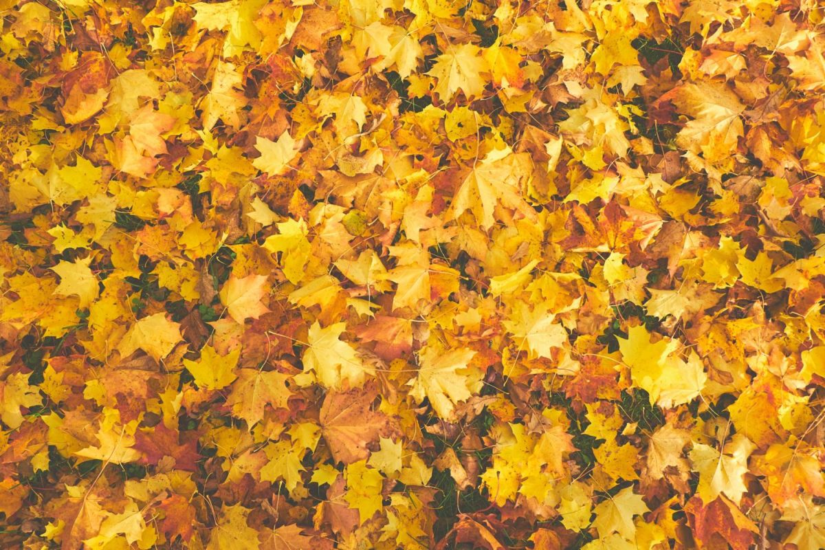 BSR Staff Picks: Best Fall Activities